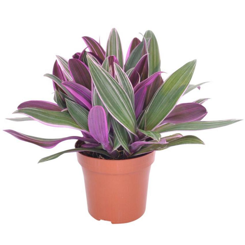 Tradescantia Purple Flame  